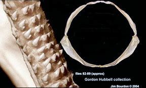 Cetorhinus maximus_05.jpg